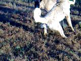 elbistan kangal