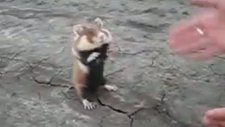 Hırçın Hamster
