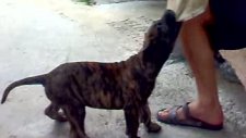 el perro de presa canario bonita de troy