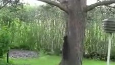 Köpekle Dalga Geçen Sincap