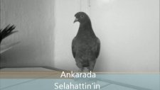 ankara selahattin kuşları