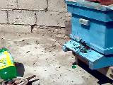 aksalur ilhami kaygısız arıcılık