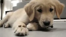 laf dinleyen köpek