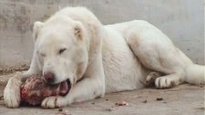 kangal köpekleri
