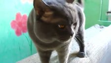 kötü kedi şerafettin ve karısı