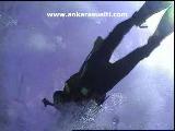 Pardusdiving-1