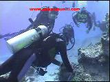 Pardusdiving-2