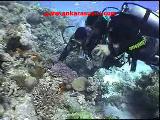 Pardusdiving-3