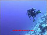 Pardusdiving-7