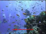 Pardusdiving-8