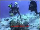 Pardusdiving-9