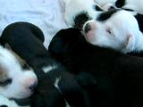 yavru pitbull