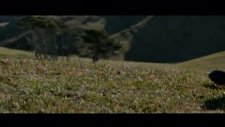 black sheep fragmanı 11