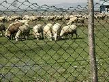 kangal çoban köpekleri