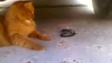 Kedi Yılanı Kendine Oyuncak Etmiş!