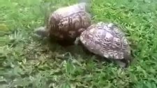 kamplumbağadan 40 saniyelik hayat dersi!