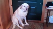 köpeğin suçluluk hissi