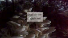 Hayger İstiridye Mantarı Üretim Odası