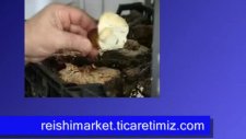 Reishi Mantarı Ganoderma Lucidum