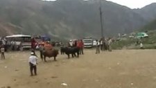 yusufelide salikvan da boğa güreşi 2008 dursun un kamerasından
