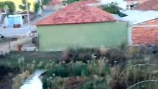 karakur guwercnleri