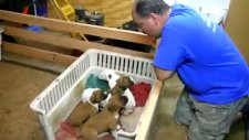 ninni isteyen köpek yavruları