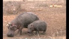 kruger lions kill hippo