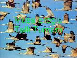 Musa Eroğlu - Telli Turnam Musa Eroğlu - Telli Turnam