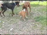 boxer pitbull doberman