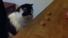Kedi Bul Karayı Kumarı Oynarsa