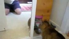 kendisiyle kavga eden kedi