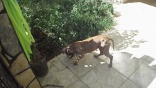 didim pitbull bayilma ani