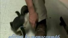 gıdıklanan penguen