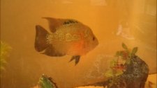 flowerhorn red dragon