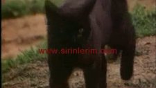 İskelet Kas Eklem