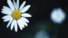 Ömrümüzün Baharı Birlikte Geçsin @tilla Video