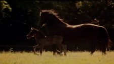 black beauty fragmanı 1
