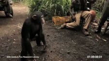 afrikada bir meymun esgerleri atese tutdu big az