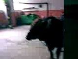 Kurban Video