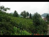 Giresun Güce Tevekli