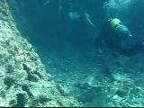 Pardusdiving_15