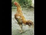 horozlar