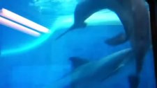dolphins swimming and bonus gay rape