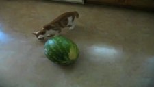 Kitten Vs. Watermelon Cute Cat Video