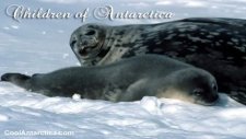 Children Of Antarctica Relaxation Music By Mary Hession