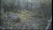 florida panther mother and three kittens ın the wild