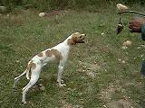 İngiliz pointer ferma anı