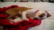 rüyasında gülen köpek uyanınca utanıyor.