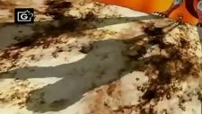 bakugan mechtanium surge episode 13