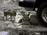 köpek